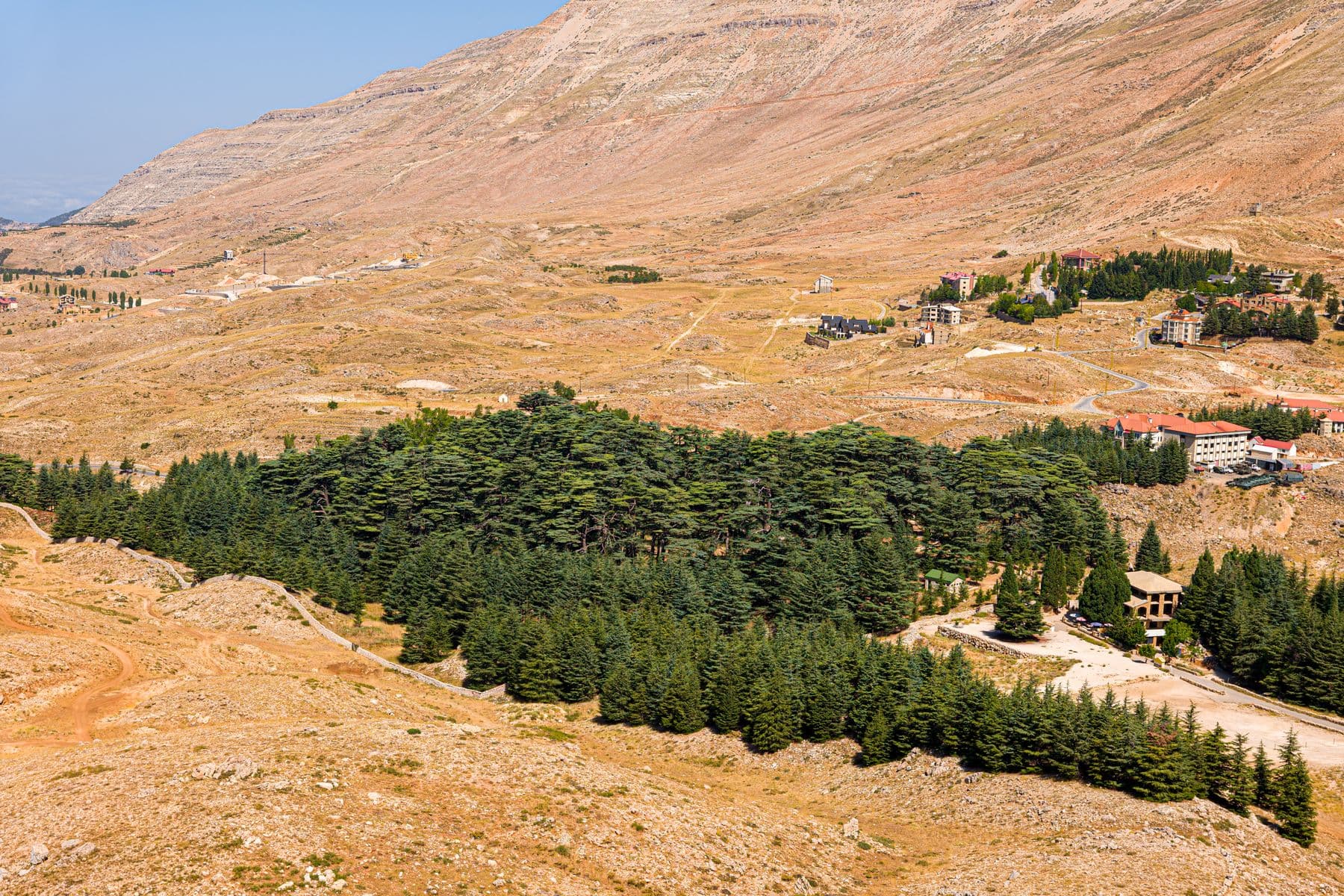 Cedar forest on a bare mountainside in north Lebanon